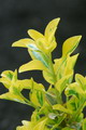 winter creeper , Fortune's spindle
